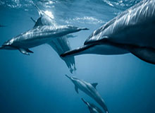 辽宁队老将韩德君告别职业篮球赛场